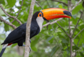 Toco toucan